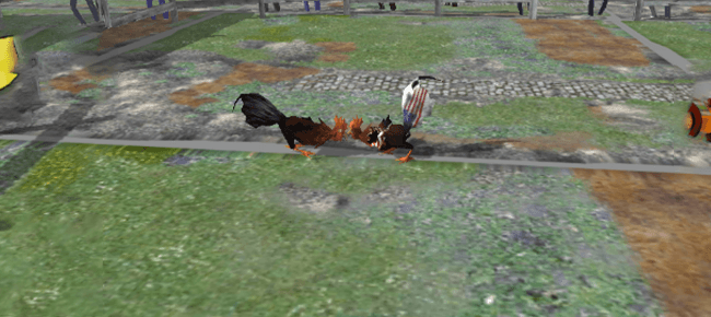 Angry Chicken Fighting Cock